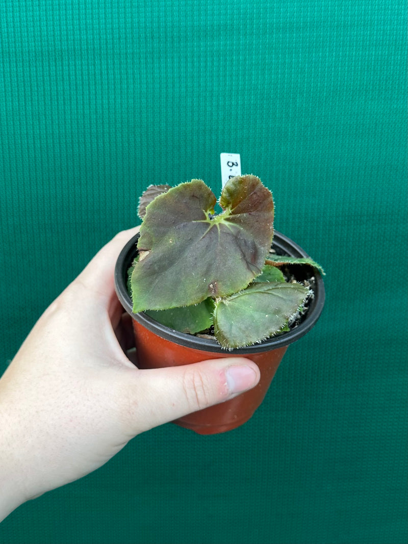 Begonia ‘Enid Henderson’