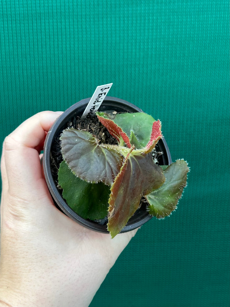 Begonia ‘Enid Henderson’
