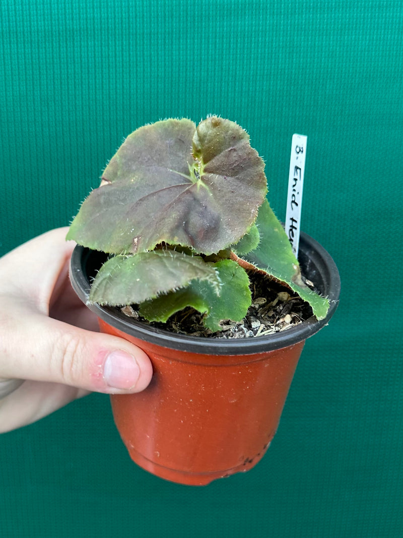 Begonia ‘Enid Henderson’