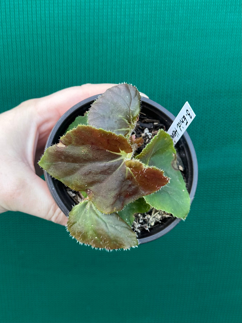 Begonia ‘Enid Henderson’