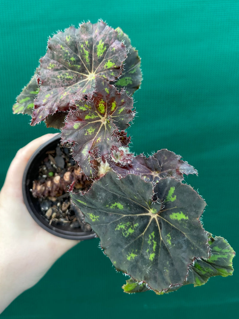 Begonia ‘Cantata’ NEW