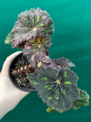 Begonia ‘Cantata’ NEW