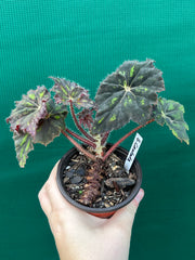 Begonia ‘Cantata’ NEW