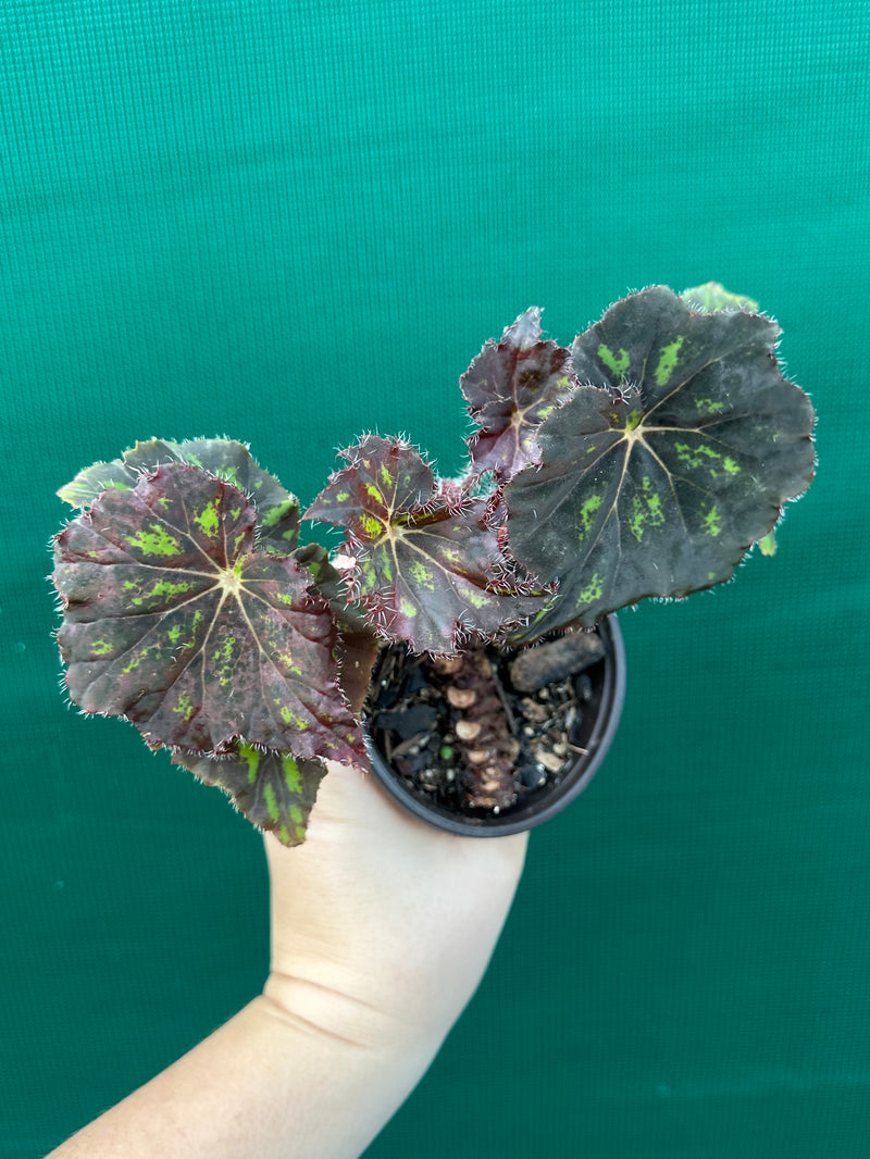 Begonia ‘Cantata’ NEW