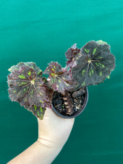 Begonia ‘Cantata’ NEW