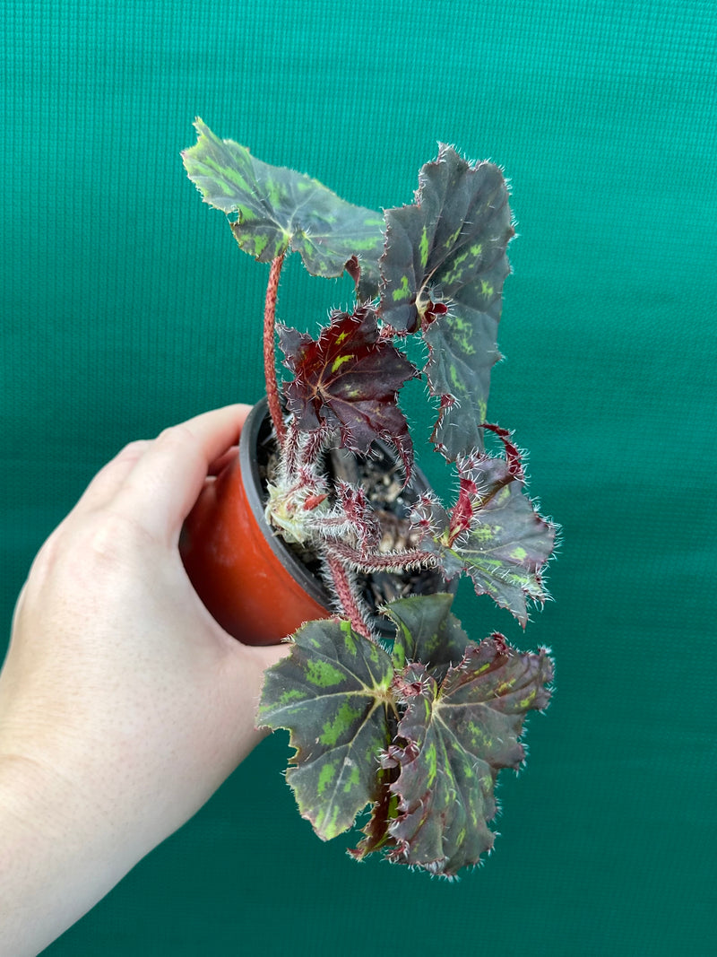 Begonia ‘Cantata’ NEW