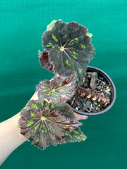 Begonia ‘Cantata’ NEW
