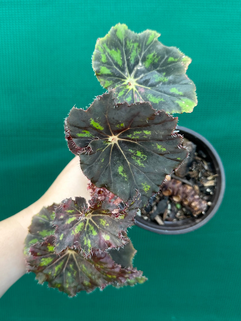 Begonia ‘Cantata’ NEW