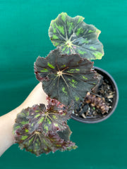 Begonia ‘Cantata’ NEW