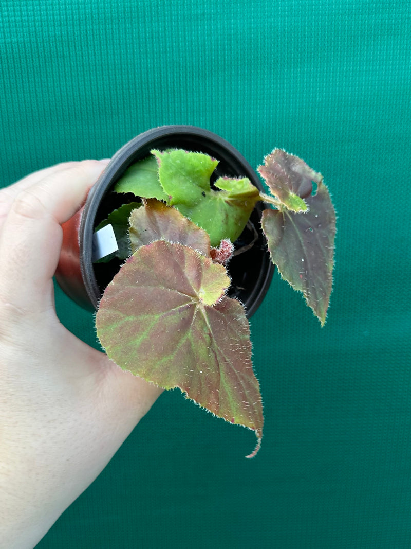 Begonia ‘Enid Henderson’
