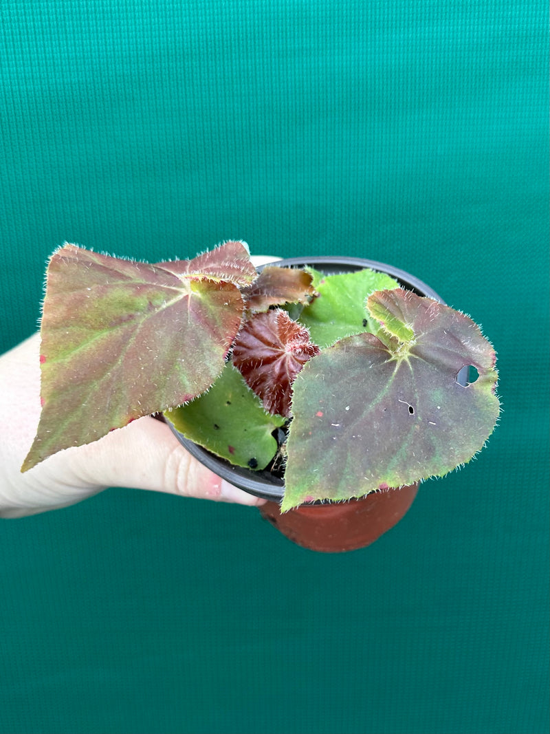 Begonia ‘Enid Henderson’
