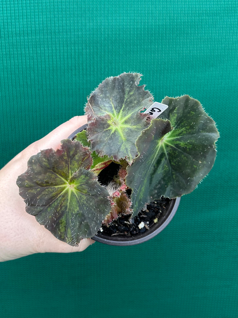 Begonia ‘Convention 2020’