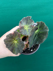 Begonia ‘Convention 2020’