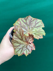 Begonia NOID 64