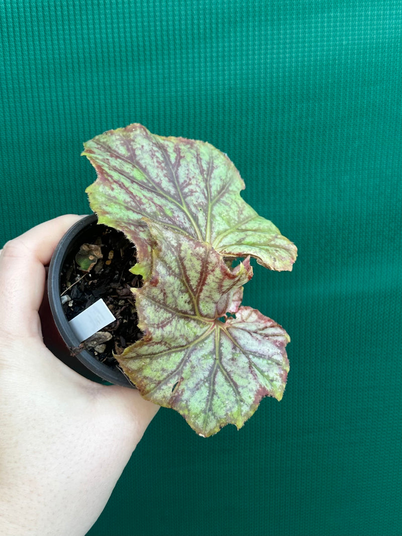 Begonia NOID 64