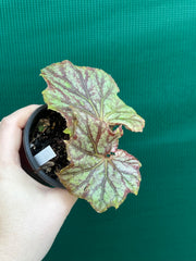Begonia NOID 64