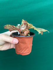 Begonia NOID 64