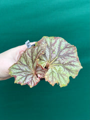 Begonia NOID 64