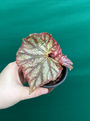 Begonia NOID 64