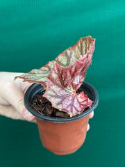 Begonia NOID 64