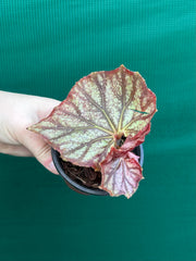 Begonia NOID 64