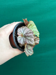 Begonia NOID 64