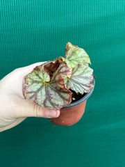 Begonia NOID 64