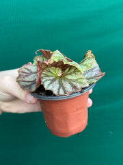 Begonia NOID 64