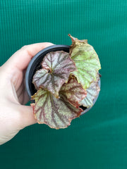 Begonia NOID 64