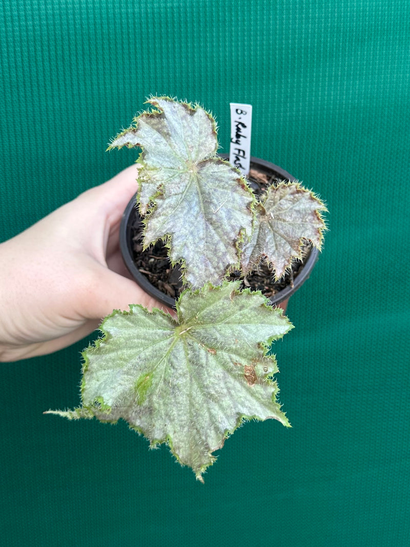 Begonia ‘Ruby Flash’ NEW