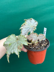 Begonia ‘Ruby Flash’ NEW