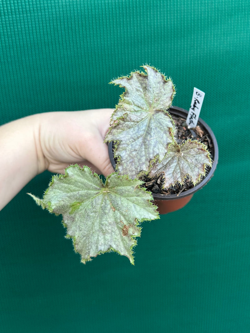 Begonia ‘Ruby Flash’ NEW