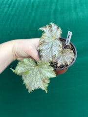 Begonia ‘Ruby Flash’ NEW