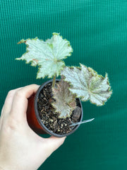 Begonia ‘Ruby Flash’ NEW