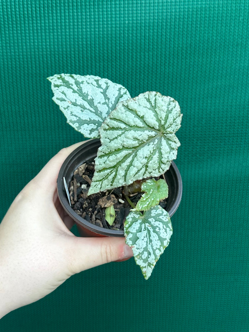 Begonia ‘Taiwania X.’
