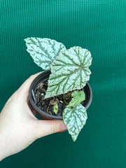 Begonia ‘Taiwania X.’
