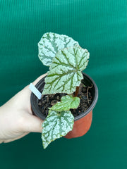 Begonia ‘Taiwania X.’