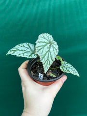 Begonia ‘Taiwania X.’
