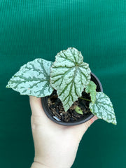 Begonia ‘Taiwania X.’