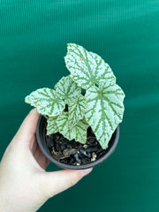 Begonia ‘Taiwania X.’