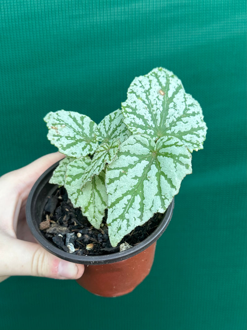 Begonia ‘Taiwania X.’