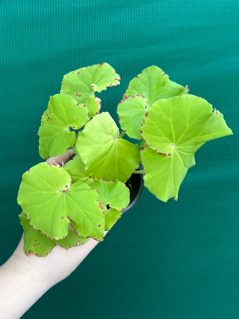 Begonia ‘Lindy Lime’