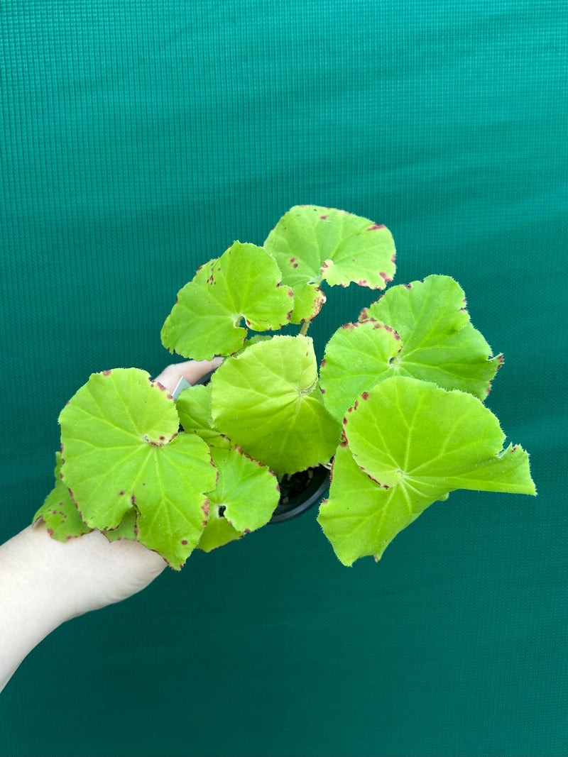 Begonia ‘Lindy Lime’