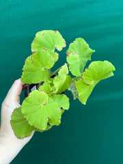 Begonia ‘Lindy Lime’