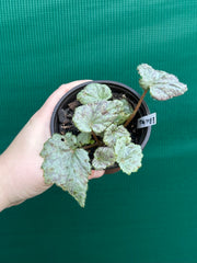 Begonia ‘Blue Haze’ NEW