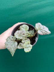 Begonia ‘Blue Haze’ NEW