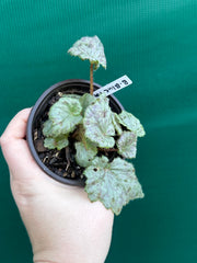 Begonia ‘Blue Haze’ NEW