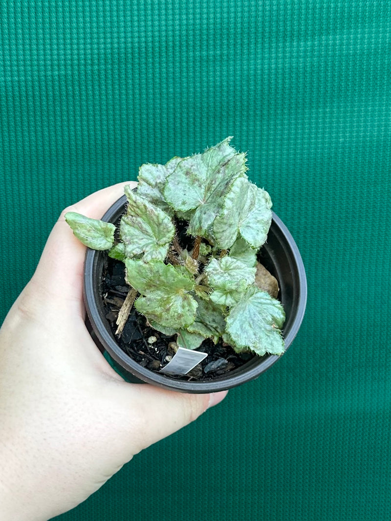 Begonia ‘Blue Haze’ NEW