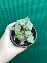 Begonia ‘Blue Haze’ NEW