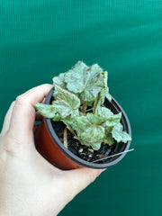 Begonia ‘Blue Haze’ NEW